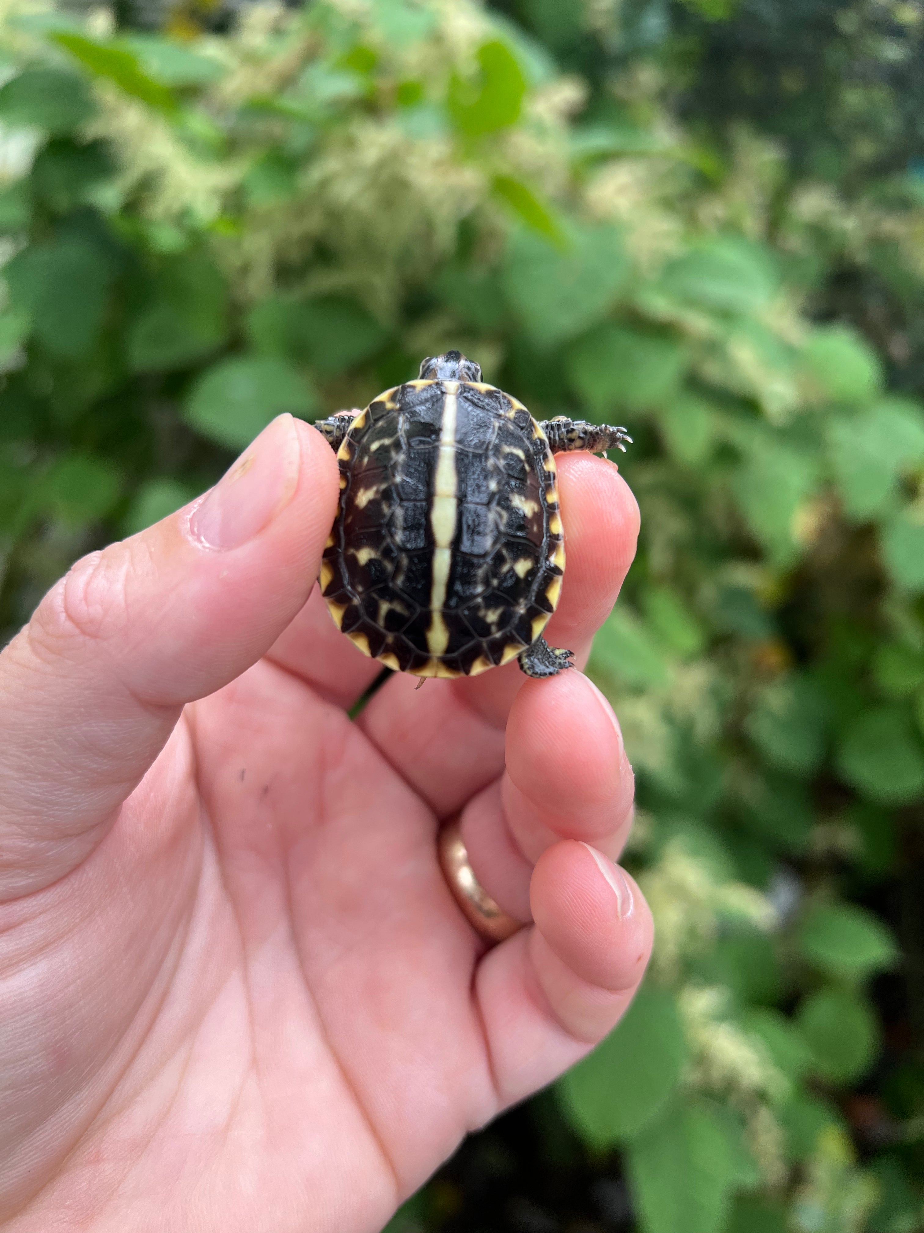 Baby Florida Box Turtles For Sale | American Reptile Distributors