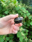 HI YELLOW Florida Box Turtle Baby