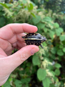 HI YELLOW Florida Box Turtle Baby