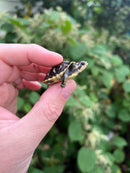 HI YELLOW Florida Box Turtle Baby