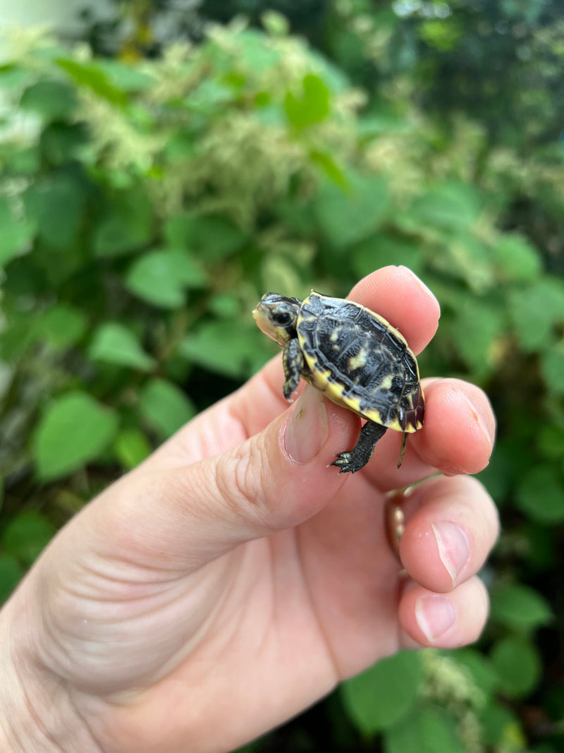 HI YELLOW Florida Box Turtle Baby