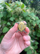 HI YELLOW Florida Box Turtle Baby