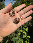 Pied Warty Tree Frog (Theloderma asperum)