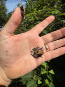 Pied Warty Tree Frog (Theloderma asperum)
