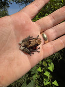 Pied Warty Tree Frog (Theloderma asperum)