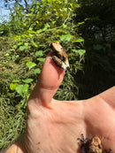Pied Warty Tree Frog (Theloderma asperum)
