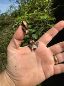 Pied Warty Tree Frog (Theloderma asperum)