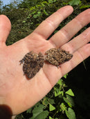 Thai Bug Eyed Tree Frogs (Theloderma horridum)