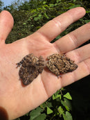 Thai Bug Eyed Tree Frogs (Theloderma horridum)