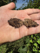 Thai Bug Eyed Tree Frogs (Theloderma horridum)