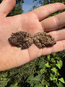 Thai Bug Eyed Tree Frogs (Theloderma horridum)