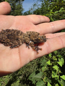Thai Bug Eyed Tree Frogs (Theloderma horridum)