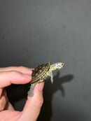 Hi White Concentric Diamondback Terrapin 2023