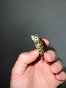 Hi White Concentric Diamondback Terrapin 2023