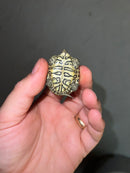 Hi White Concentric Diamondback Terrapin 2023