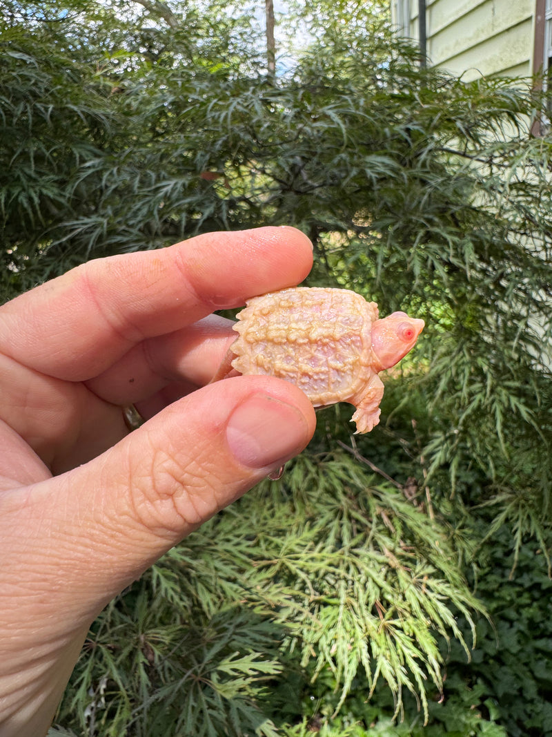 Baby Albino Common Snapping Turtle 2025 Male