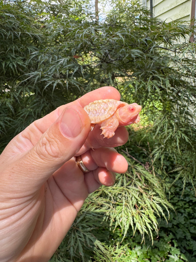 Baby Albino Common Snapping Turtle 2025 Male