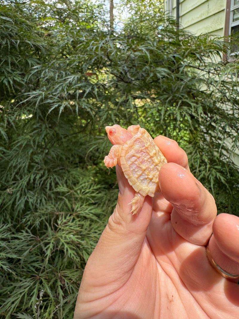 Baby Albino Common Snapping Turtle 2025 Male