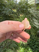 Baby Albino Common Snapping Turtle 2025 Male