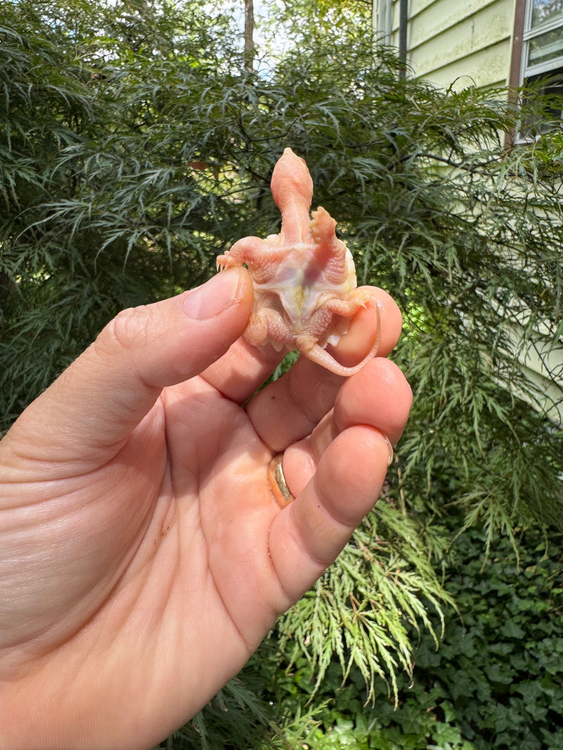 Baby Albino Common Snapping Turtle 2025 Male