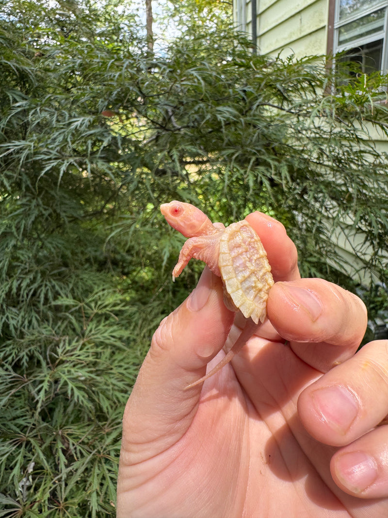 Baby Albino Common Snapping Turtle 2025 Male