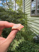 Baby Albino Common Snapping Turtle 2025 Female