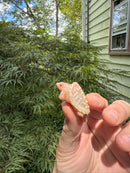 Baby Albino Common Snapping Turtle 2025 Female