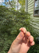 Baby Albino Common Snapping Turtle 2025 Female