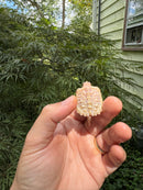 Baby Albino Common Snapping Turtle 2025 Female