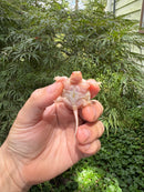 Baby Albino Common Snapping Turtle 2025 Female