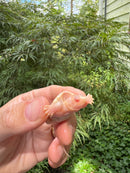 Baby Albino Common Snapping Turtle 2025 Female