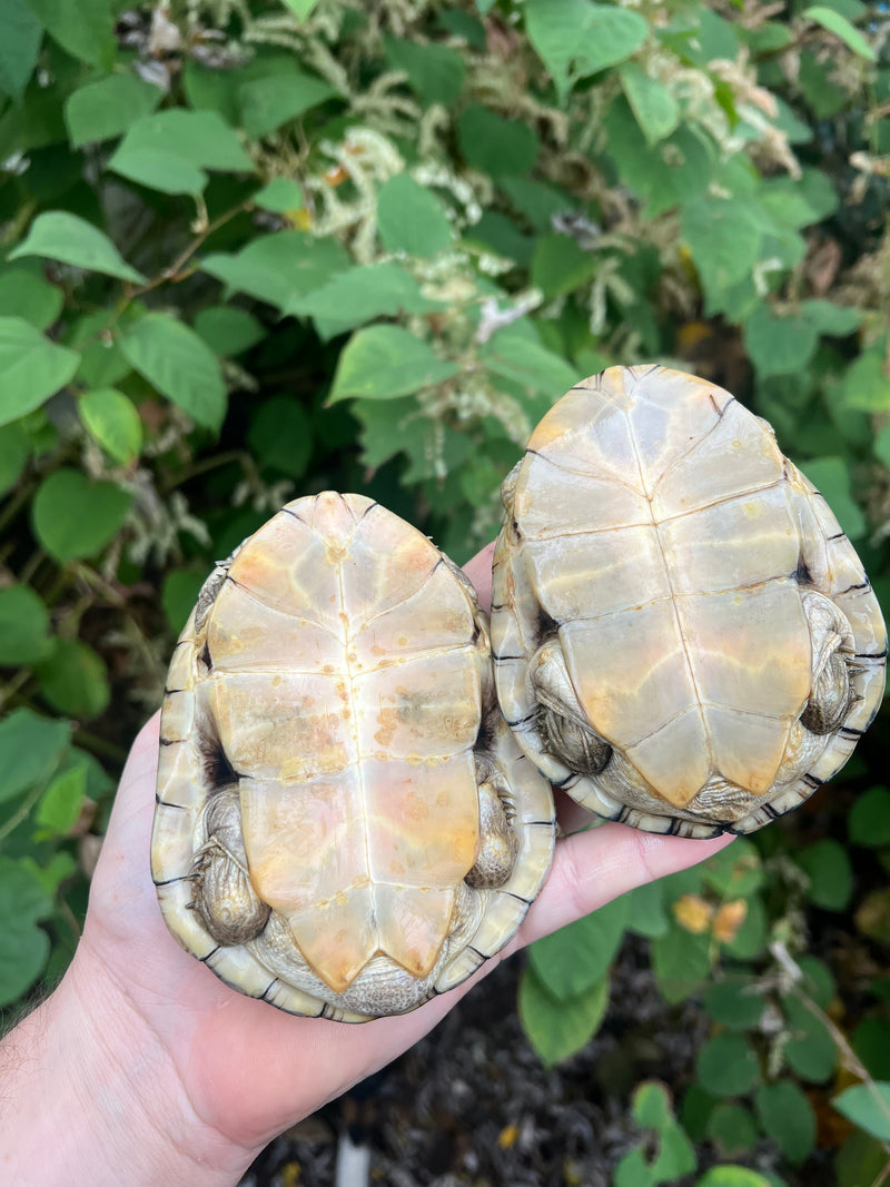 Adanson's Mud Turtles Pair