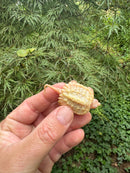 Baby Albino Common Snapping Turtle 2025 Bent Tail