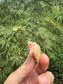 Baby Albino Common Snapping Turtle 2025 Bent Tail