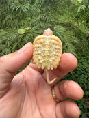 Baby Albino Common Snapping Turtle 2025 Bent Tail