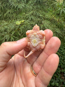 Baby Albino Common Snapping Turtle 2025 Bent Tail