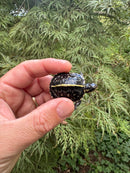 HI YELLOW Florida Box Turtle 2025