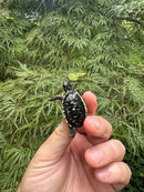 HI YELLOW Florida Box Turtle 2025