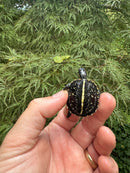 HI YELLOW Florida Box Turtle 2025
