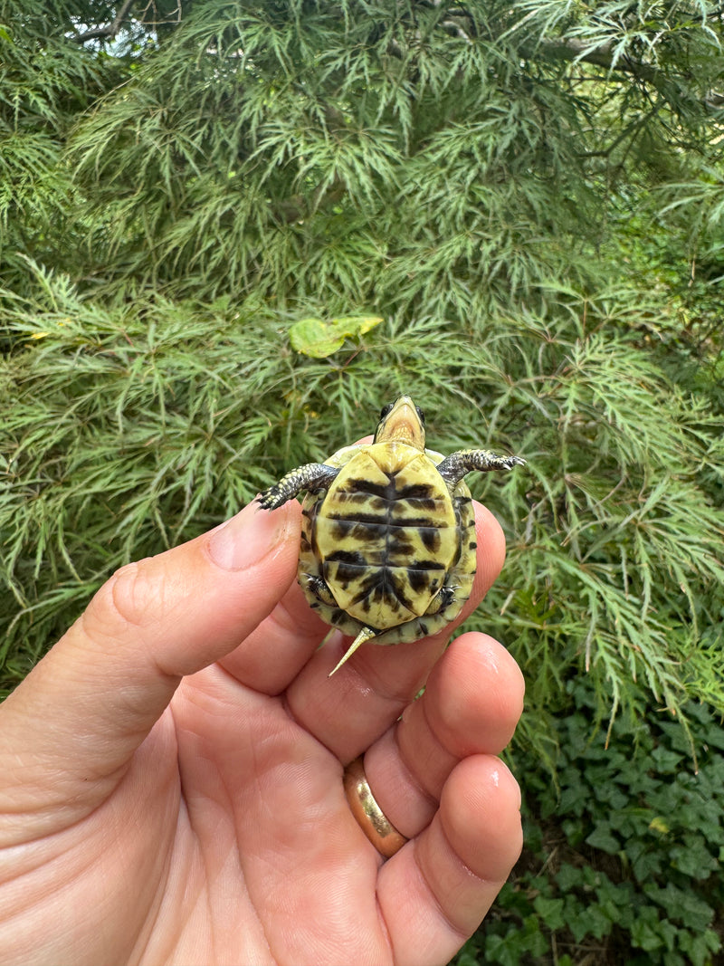 HI YELLOW Florida Box Turtle 2025