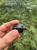 HI YELLOW Florida Box Turtle 2025