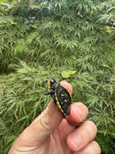 HI YELLOW Florida Box Turtle 2025