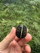 HI YELLOW Florida Box Turtle 2025