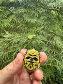 HI YELLOW Florida Box Turtle 2025