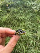 HI YELLOW Florida Box Turtle 2025