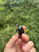 HI YELLOW Florida Box Turtle 2025