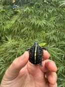 HI YELLOW Florida Box Turtle 2025