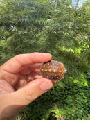 Hi Color Orange Baby Eastern Box Turtle
