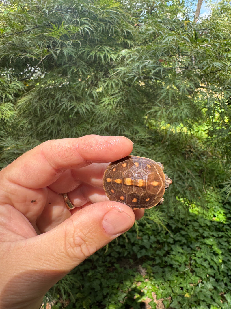 Hi Color Orange Baby Eastern Box Turtle