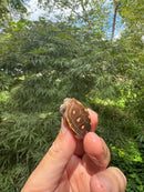 Hi Color Orange Baby Eastern Box Turtle